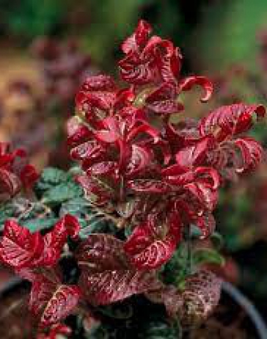 Leukote axillaris Curly Red