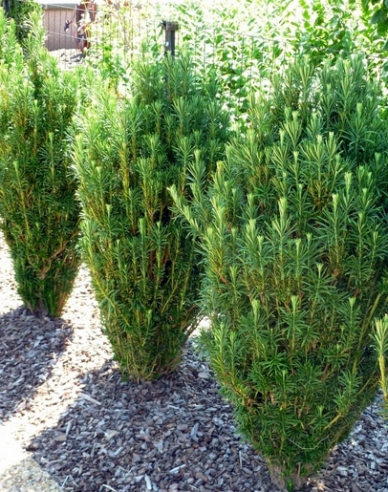 Cephalotaxus harringtonia ’Fastigiata’