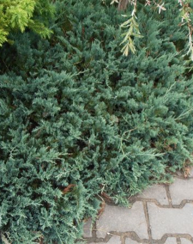 Teppichwacholder Wiltonii