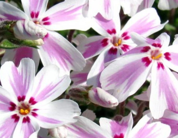 Candy Stripes flox