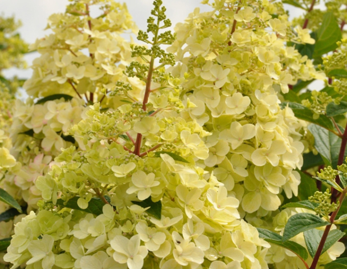 Rispenhortensie Candlelight