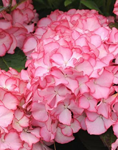 Gartenhortensie  Adula