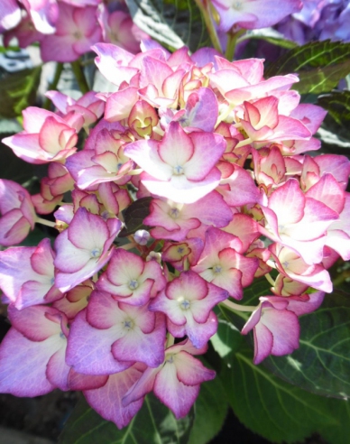 Gartenhortensie  Adula