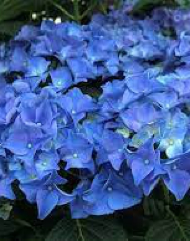Hortensie calinoides Early Blue