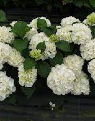 Garten-Hortensie Schneeball