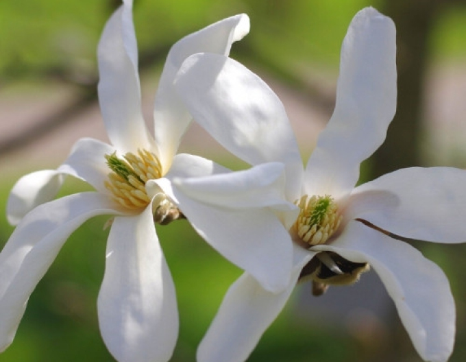 Magnolie Stellata