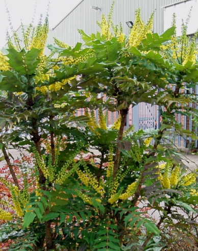 Winterblühende Mahonie Winter Sun