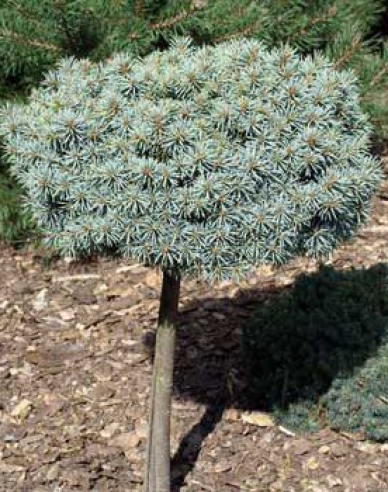 Fichte Pali - Stämmchen