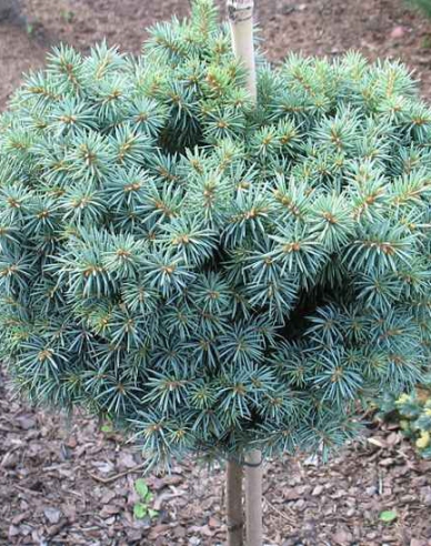 Fichte Pali - Stämmchen