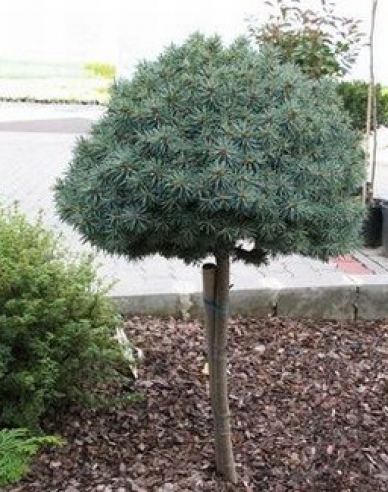 Fichte Pali - Stämmchen