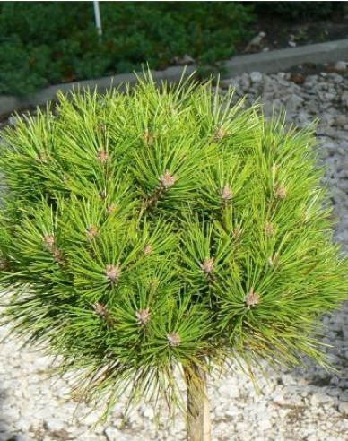 Schwarzkiefer  Brepo