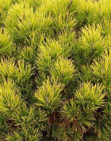 Carstens Wintergold Latschenkiefer