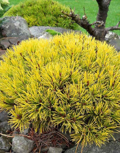 Latschenkiefer Wintergold