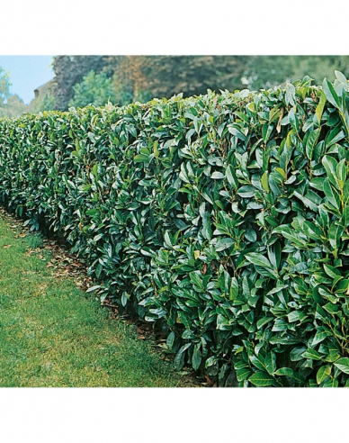 Kirschlorbeer Novita 4L