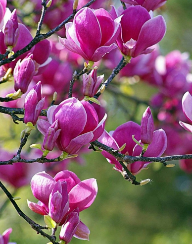 Magnolie Schwarze Tulpe