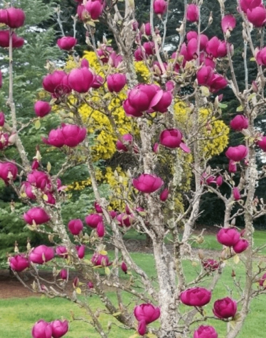 Magnolie Schwarze Tulpe