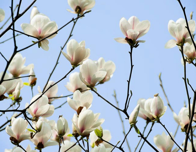 Magnolie Yulan