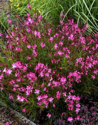 Gaura Siskiyou Rosa