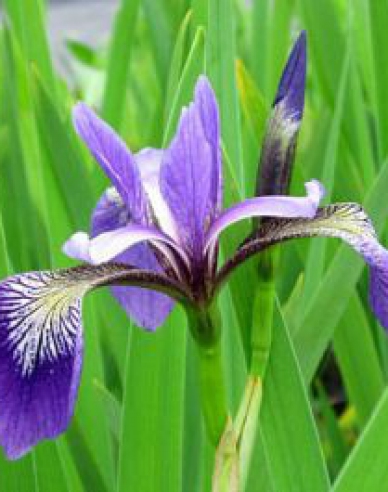 Iris Versicolor Gerald Darby