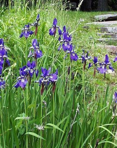 Iris Versicolor Gerald Darby