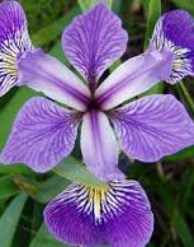 Iris Versicolor Gerald Darby