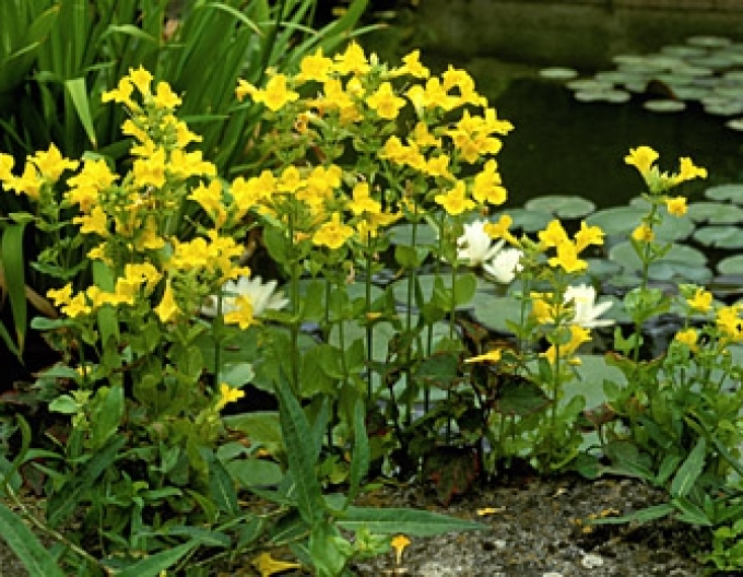 Gauklerblume