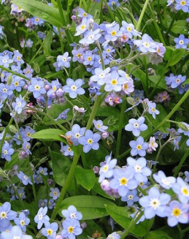 Sumpfvergissmeinnicht