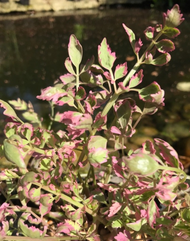 Wasserfenchel Flamingo