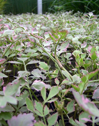 Wasserfenchel Flamingo