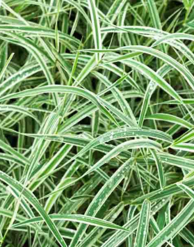 Segge ´Variegatta´