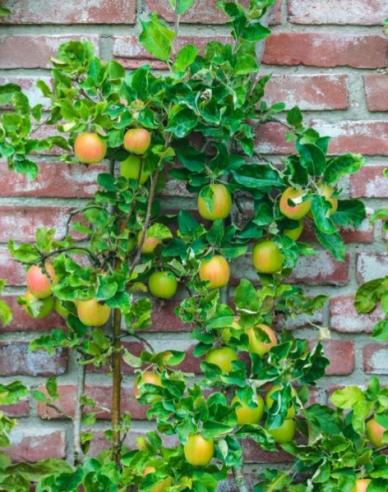 Säulenapfelbaum Goldcats