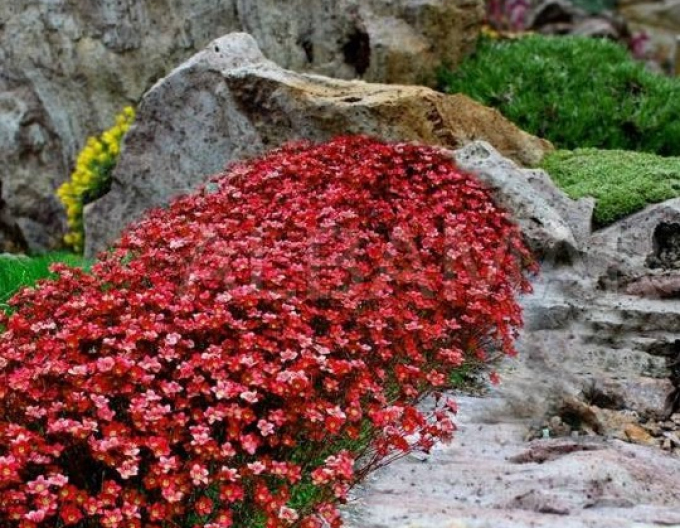 Moos-Steinbrech "Rockies Rot"