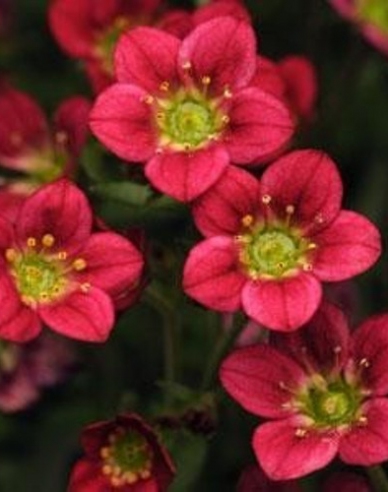 Moos-Steinbrech "Rockies Rot"