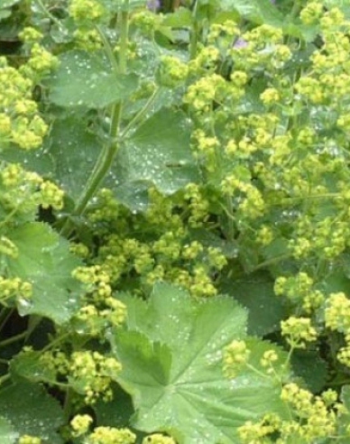 Alchemilla mollis Irish Silk