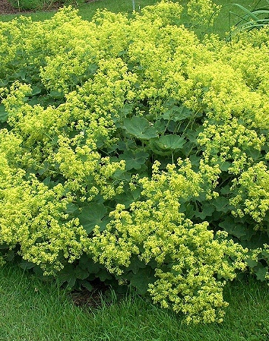 Alchemilla mollis Irish Silk