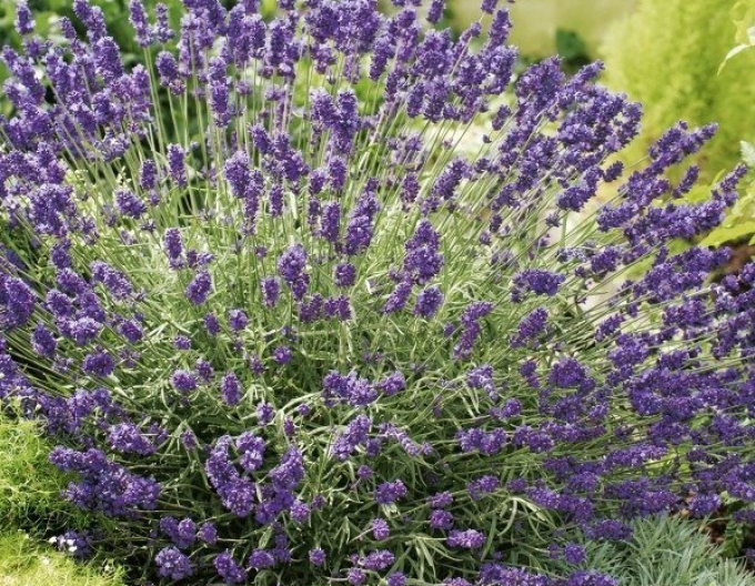Lavendel Ardèche Blue