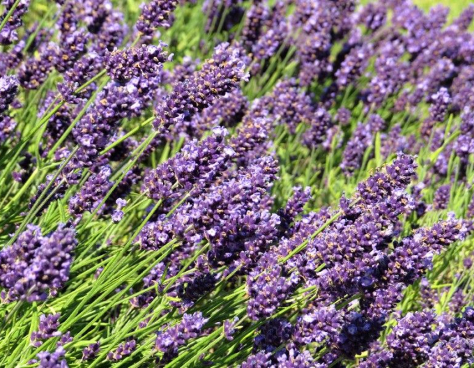 Lavendel Ardèche Blue
