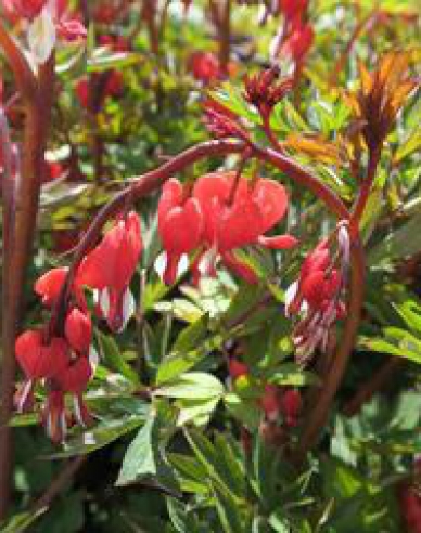 Tränendes Herz Valentine