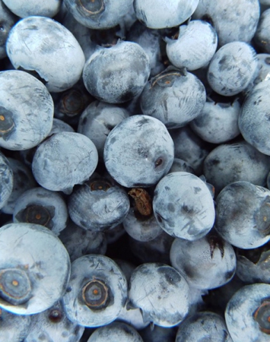 Kanadische Heidelbeere Nelson