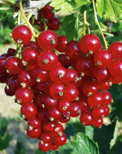 Rote Johannisbeere Tatran Strauch