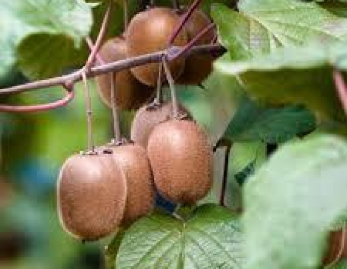 Kiwi Atlas Männchen