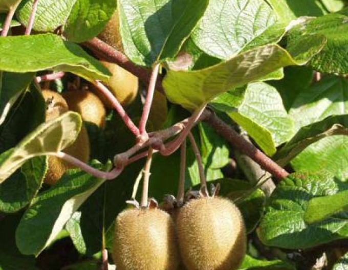 Kiwi Hayward - weibliche Sorte