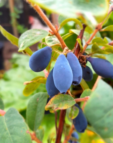 Sibirische Blaubeere  Sinij Utes