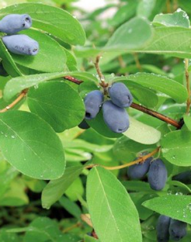 Sibirische Blaubeere  Sinij Utes