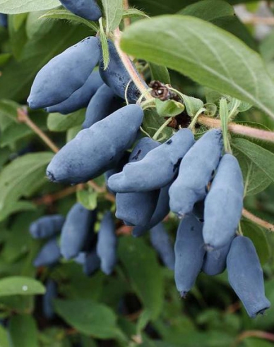 Sibirische Blaubeere Blue Banana