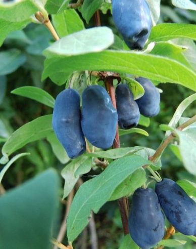 Sibirische Blaubeere Blue Banana