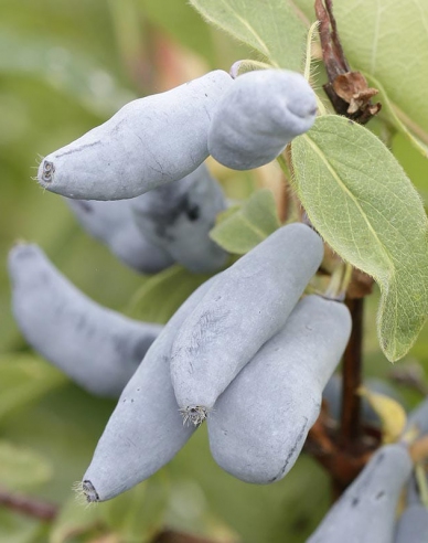 Sibirische Blaubeere Vostorg