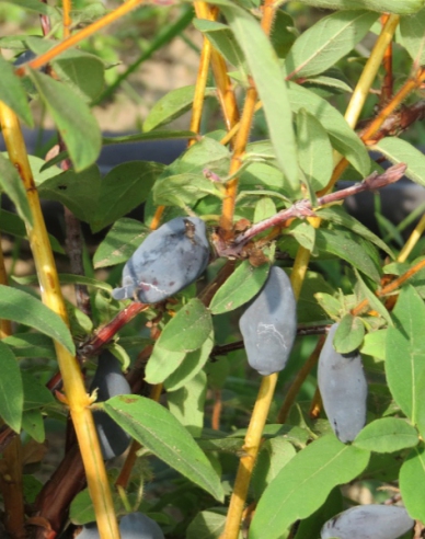 Sibirische Blaubeere Vostorg