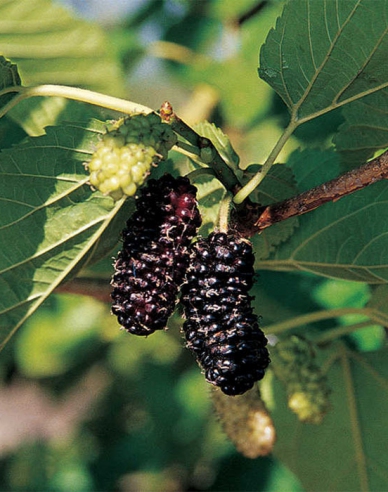 Maulbeere Illinois Everbearing