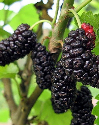 Maulbeere Illinois Everbearing